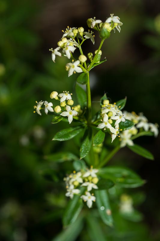 Galium mollugo subsp. erectum ?